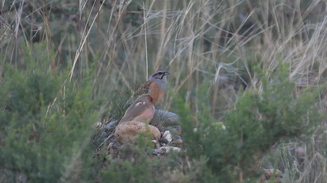 Pale Rosefinch - ML620701080