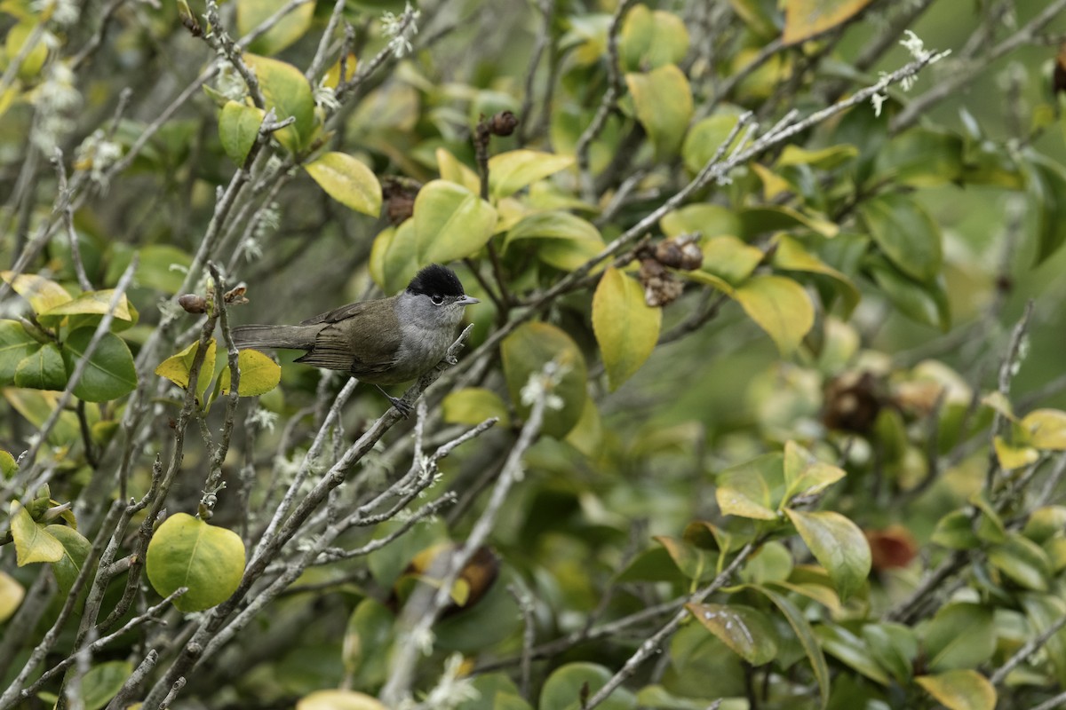 Eurasian Blackcap - ML620701084