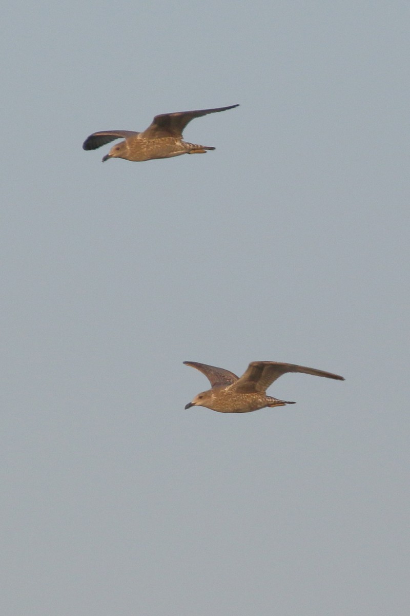 Lesser Black-backed Gull - ML620701088