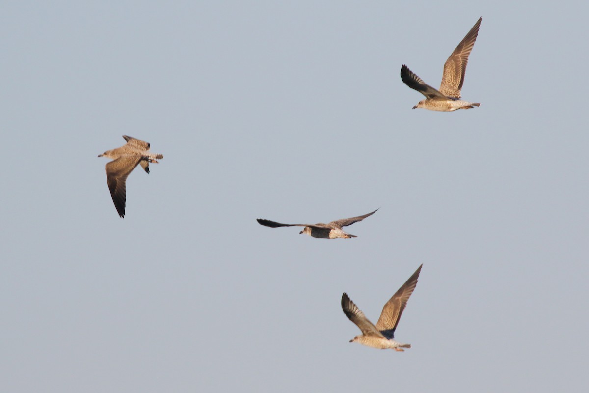 Lesser Black-backed Gull - Paul Anderson