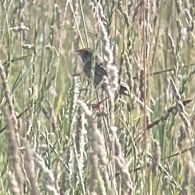 Henslow's Sparrow - ML620701092