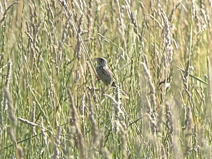 Henslow's Sparrow - ML620701093