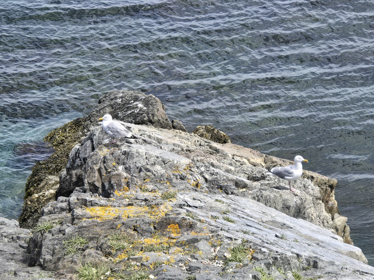 Herring Gull - ML620701096