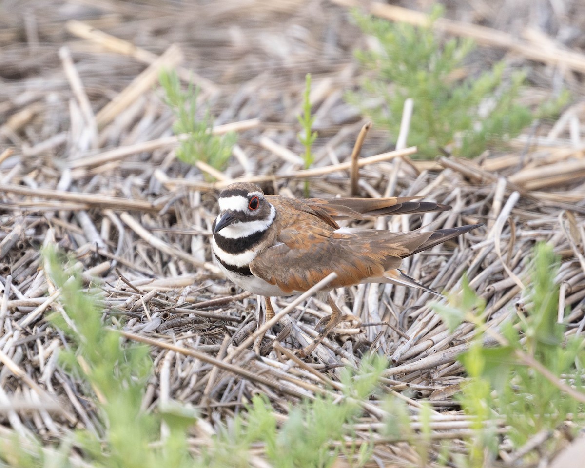 Killdeer - ML620701097