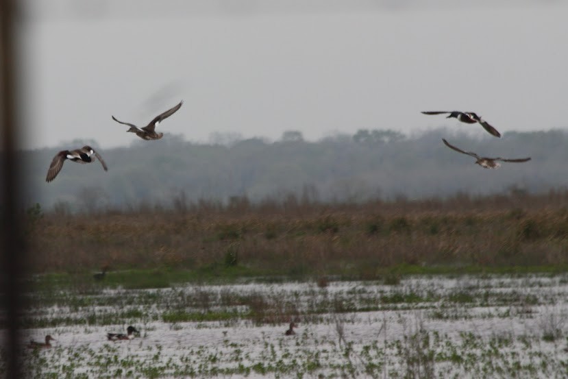 Gadwall - ML620701099