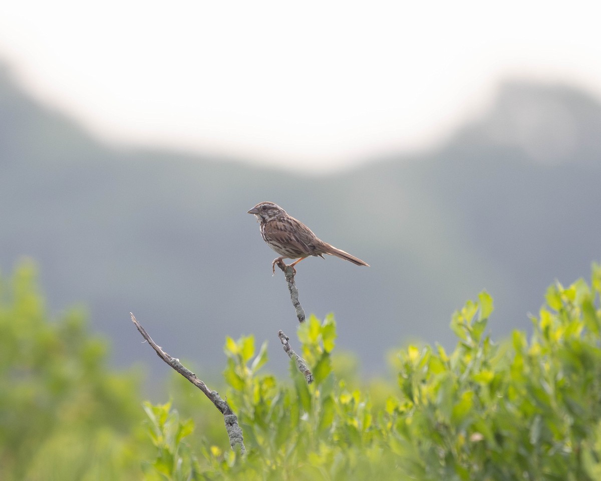 Song Sparrow (melodia/atlantica) - ML620701101