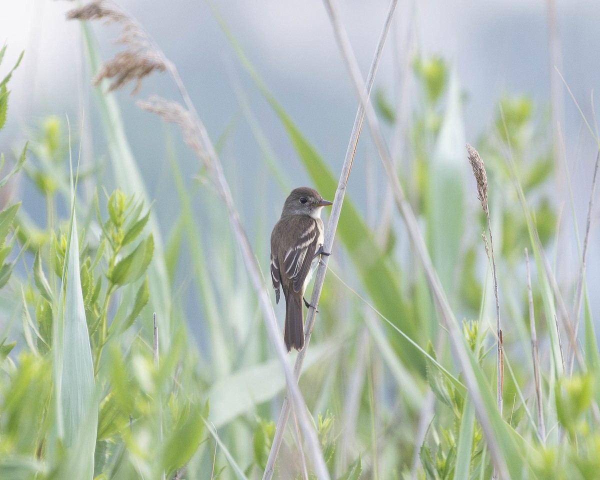 Willow Flycatcher - ML620701104