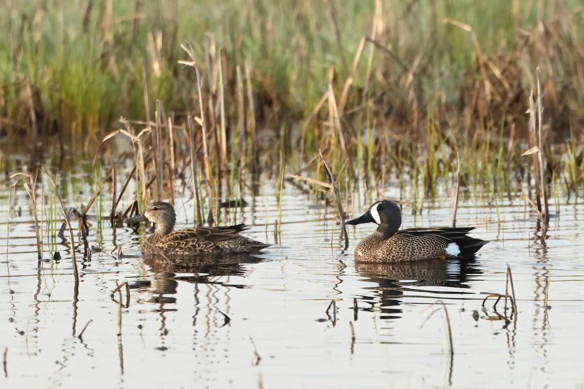 Blue-winged Teal - ML620701106