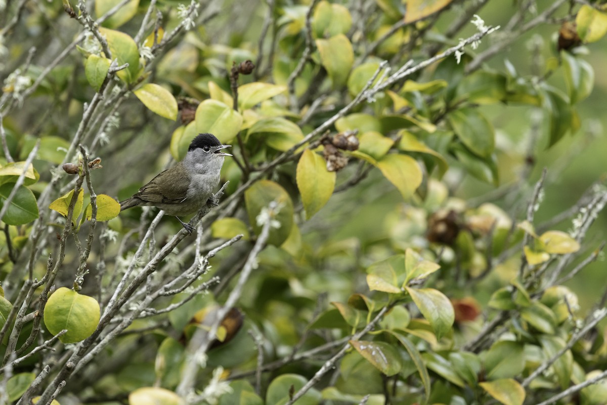 Eurasian Blackcap - ML620701107