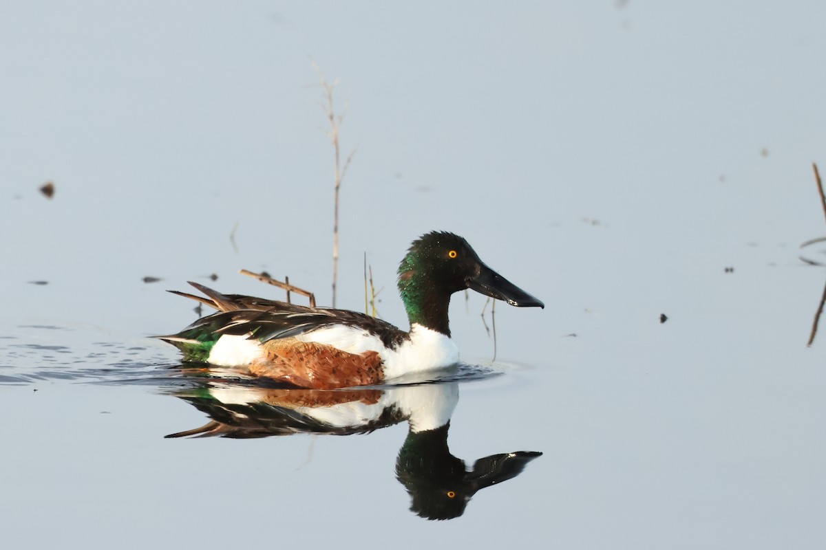 Northern Shoveler - ML620701108