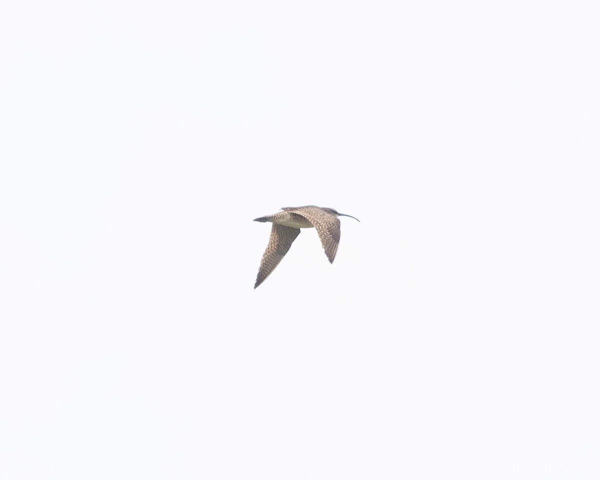 Whimbrel - ML620701109