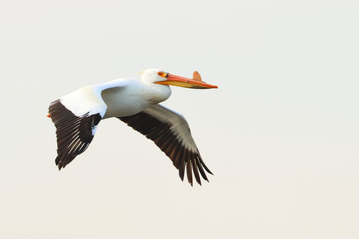 American White Pelican - ML620701111