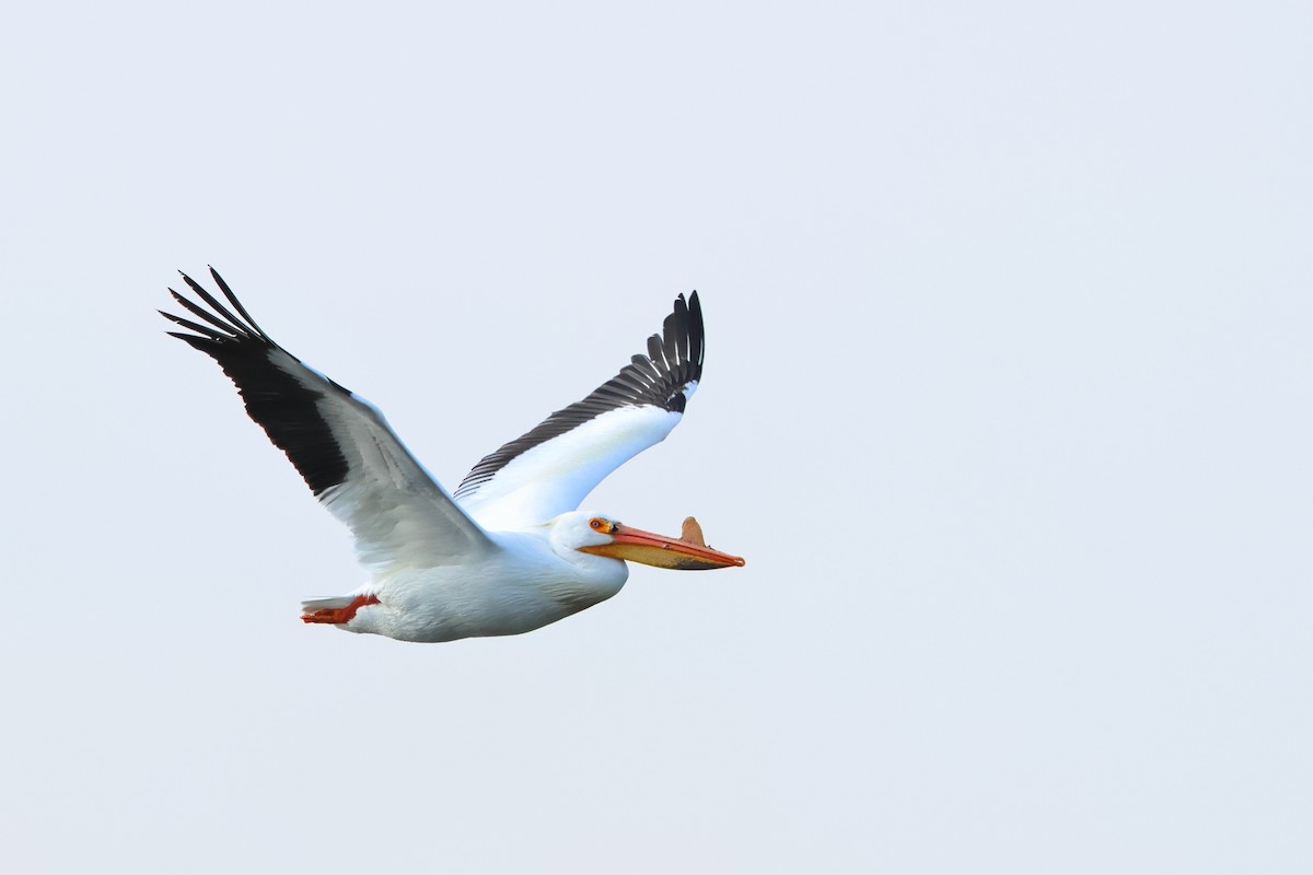 American White Pelican - ML620701112