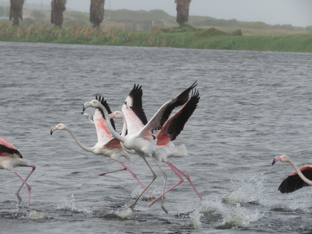 Greater Flamingo - ML620701117