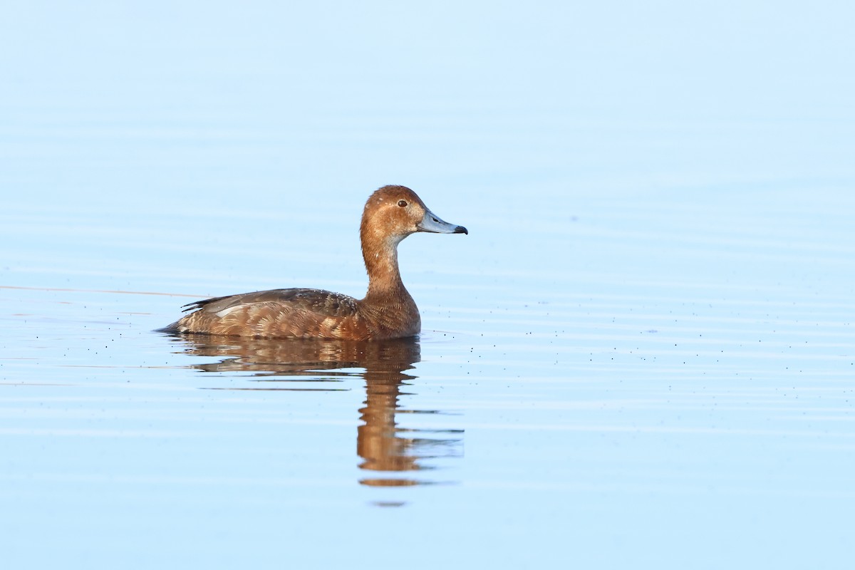 Redhead - Serge Rivard