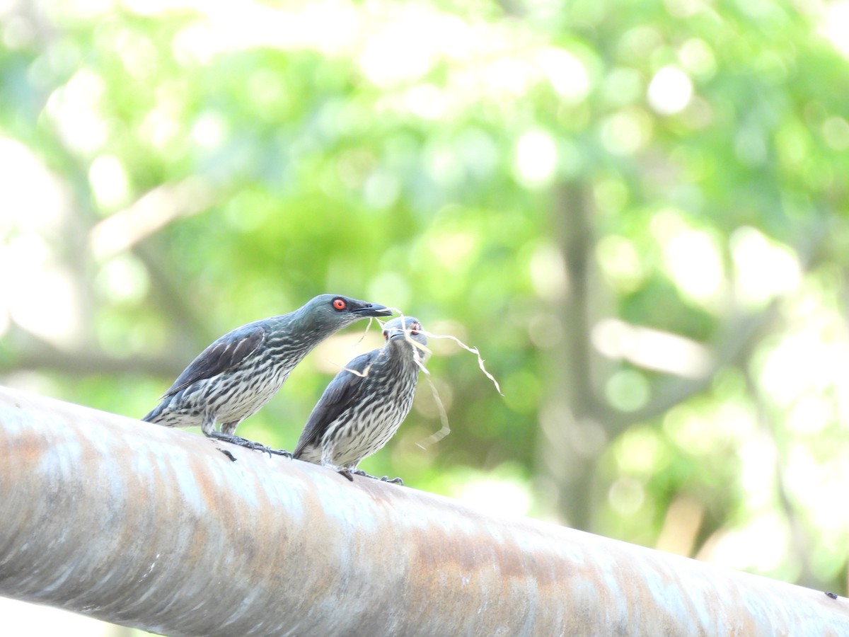 Asian Glossy Starling - ML620701122