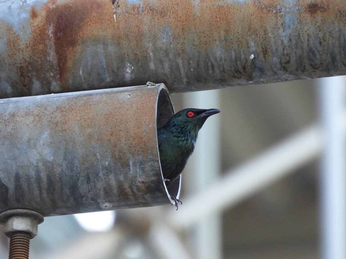 Asian Glossy Starling - ML620701123