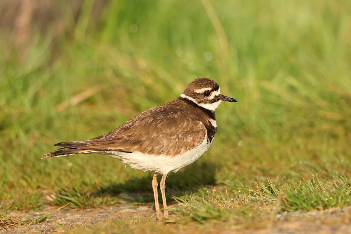 Killdeer - ML620701126