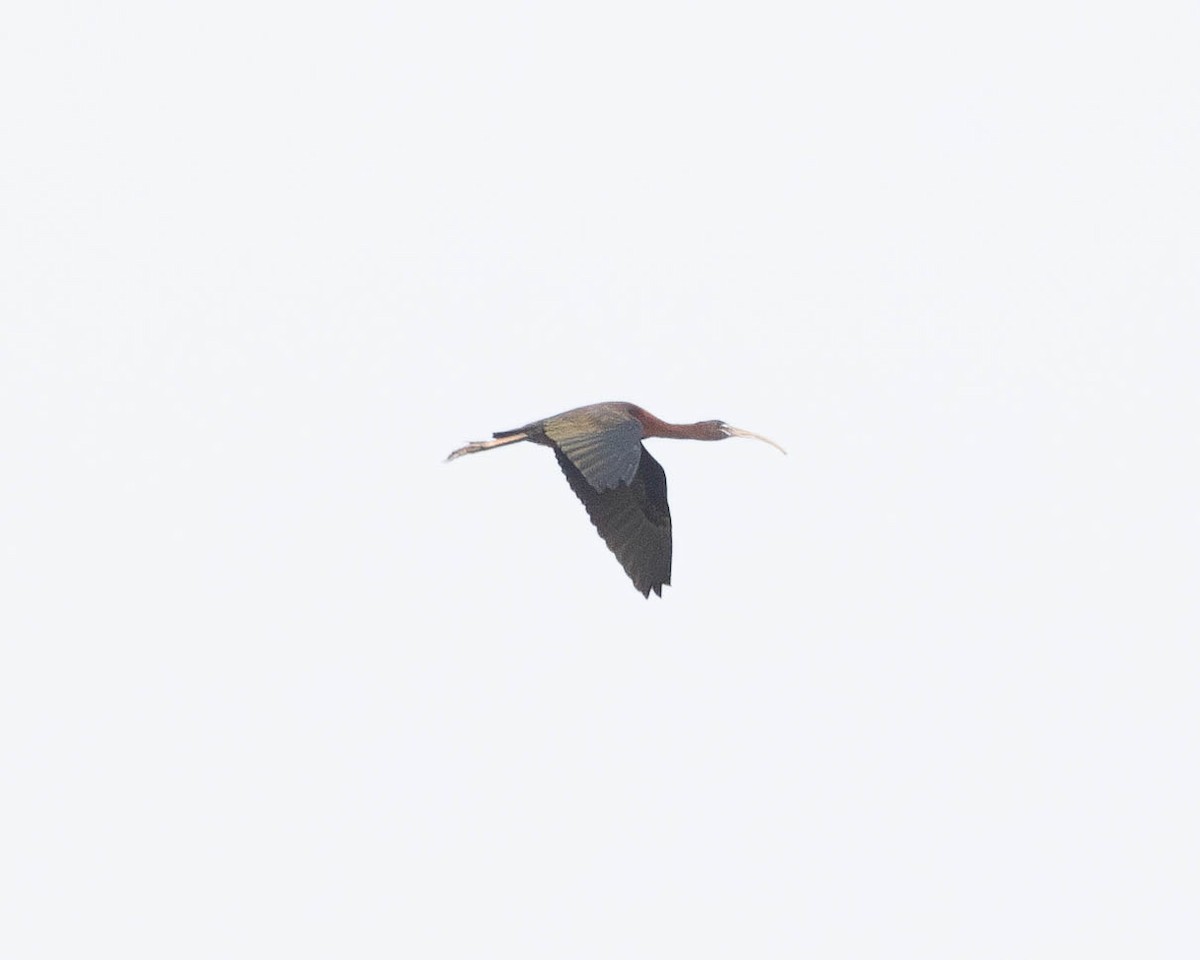 ibis hnědý - ML620701135