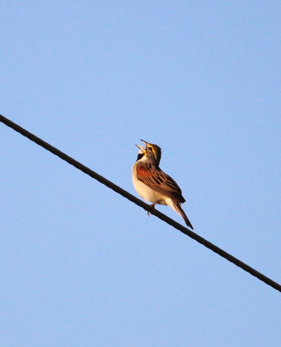 Dickcissel d'Amérique - ML620701146