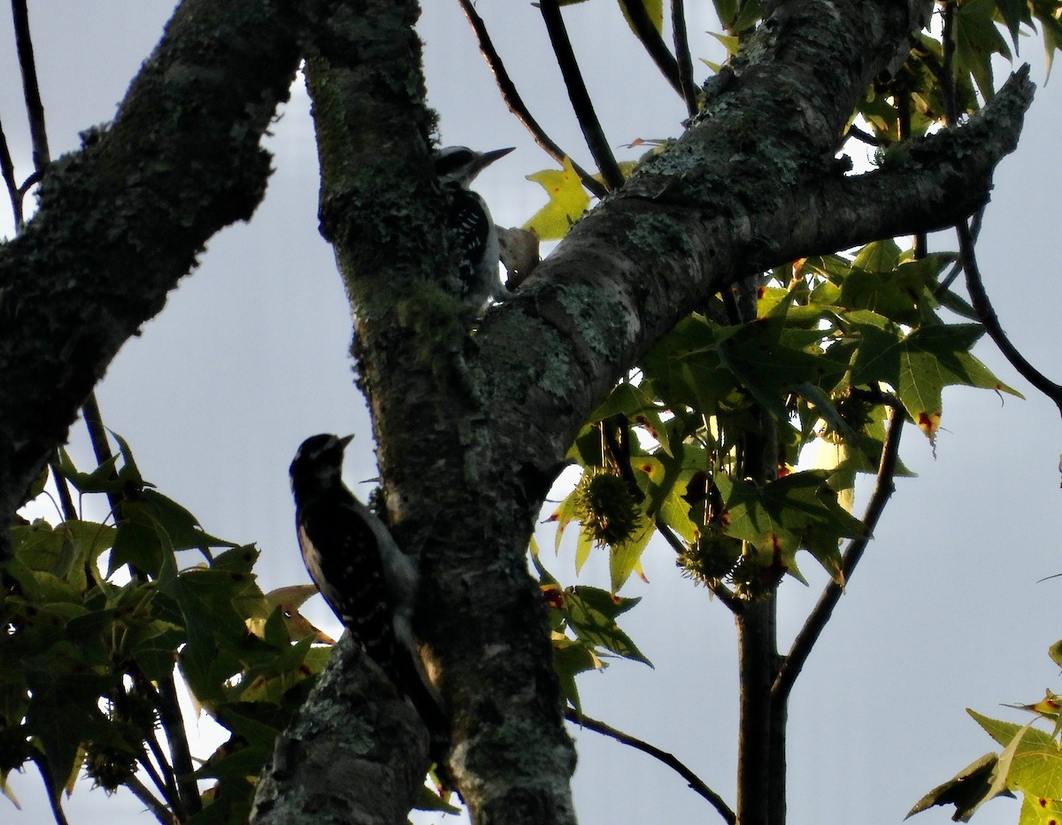 Hairy Woodpecker - ML620701156