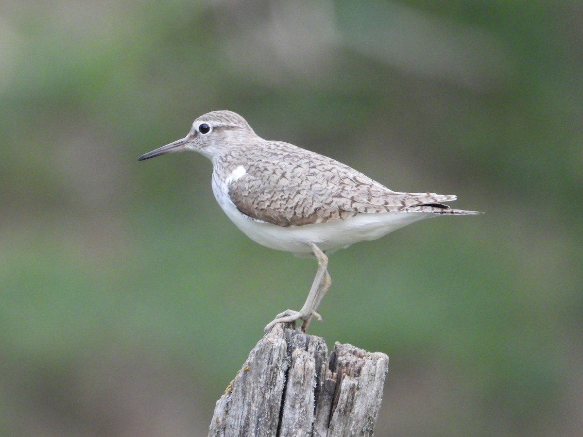 Common Sandpiper - ML620701157