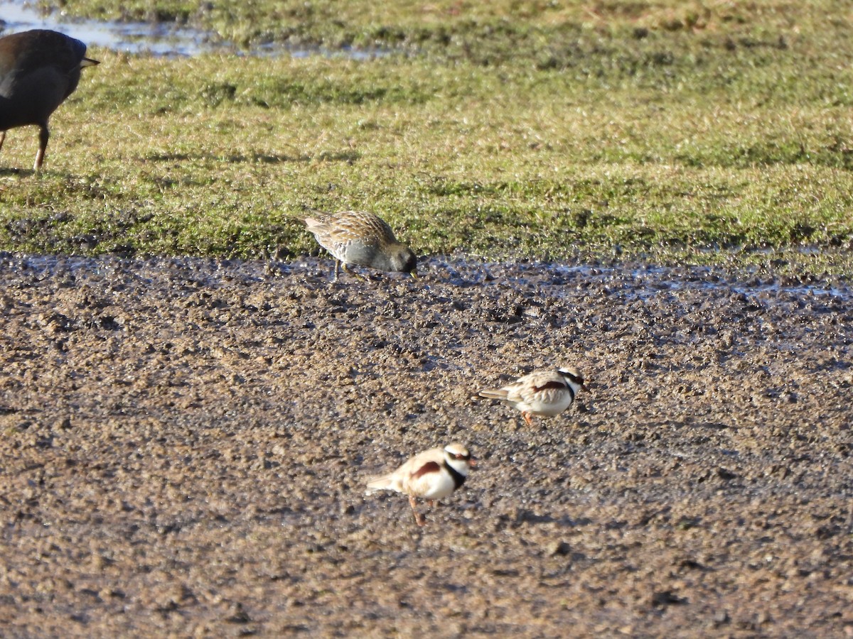 Australian Crake - ML620701161