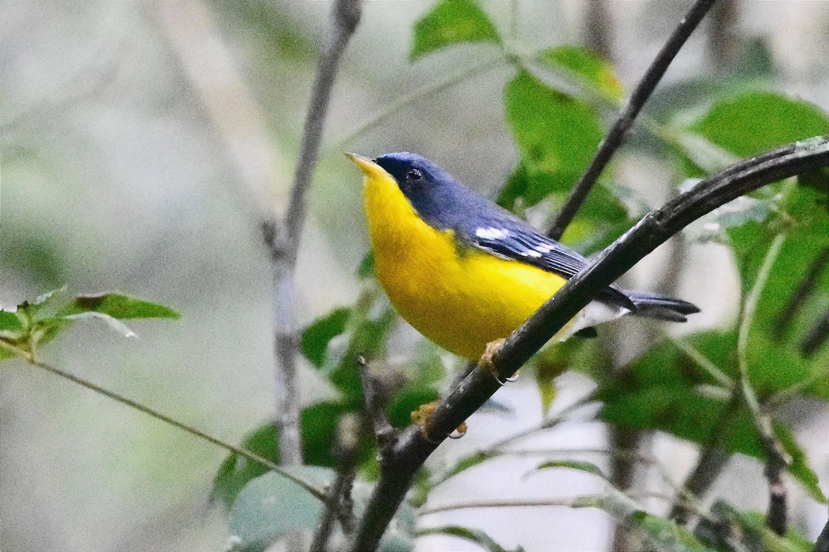 Tropical Parula - ML620701163