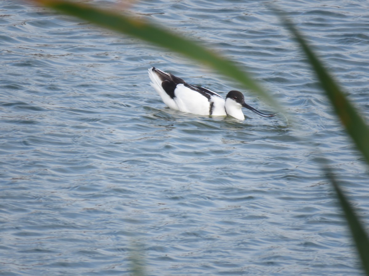 Pied Avocet - ML620701164