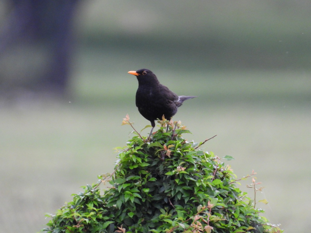 Eurasian Blackbird - ML620701165