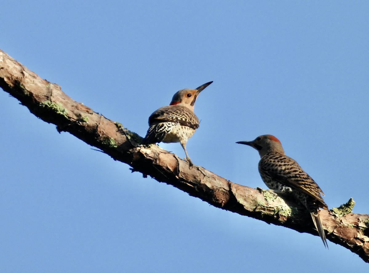 Northern Flicker - Patty McQuillan