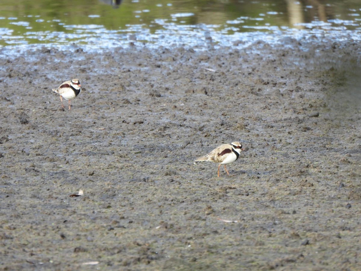 Black-fronted Dotterel - ML620701169