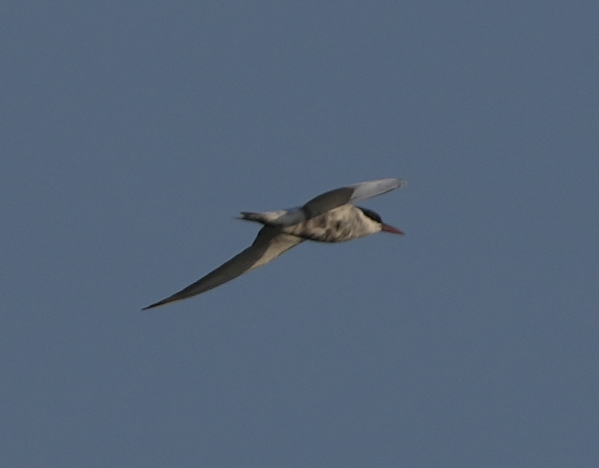 Whiskered Tern - ML620701174