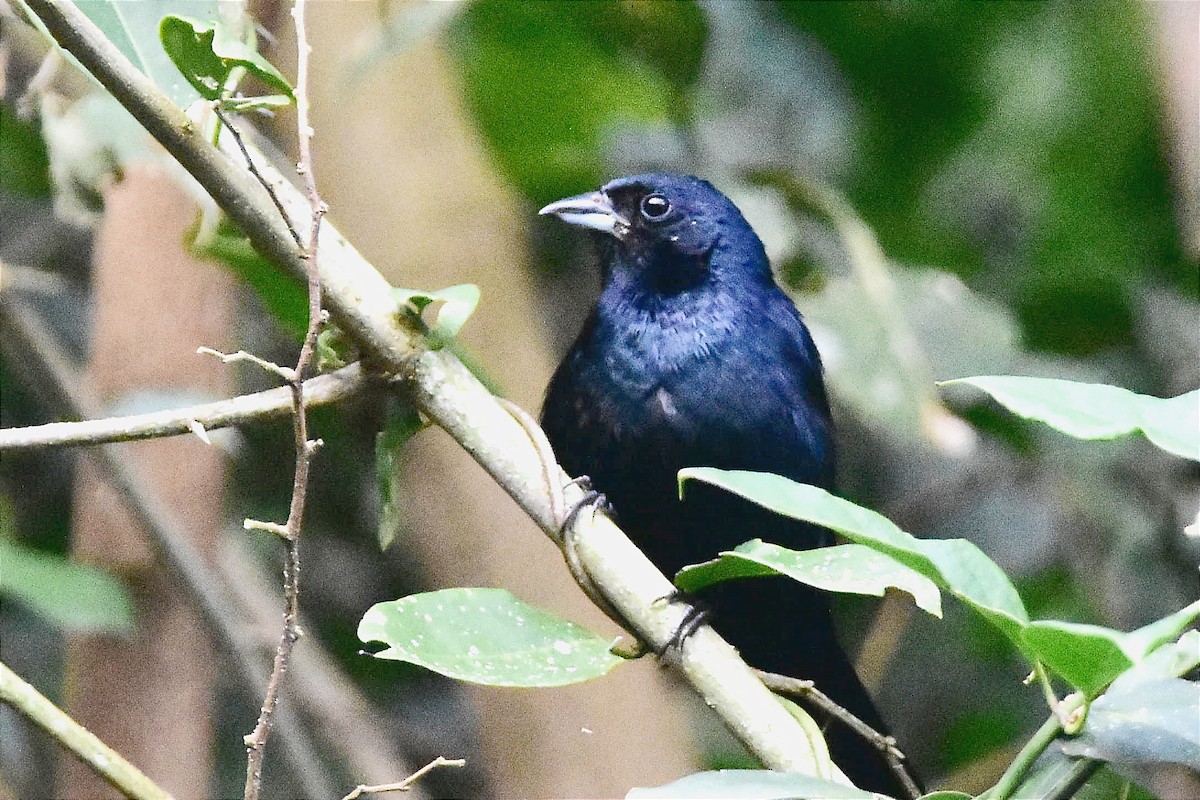 Ruby-crowned Tanager - ML620701183