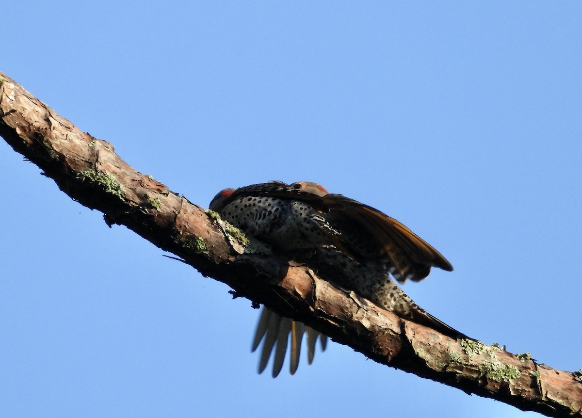 Northern Flicker - ML620701186