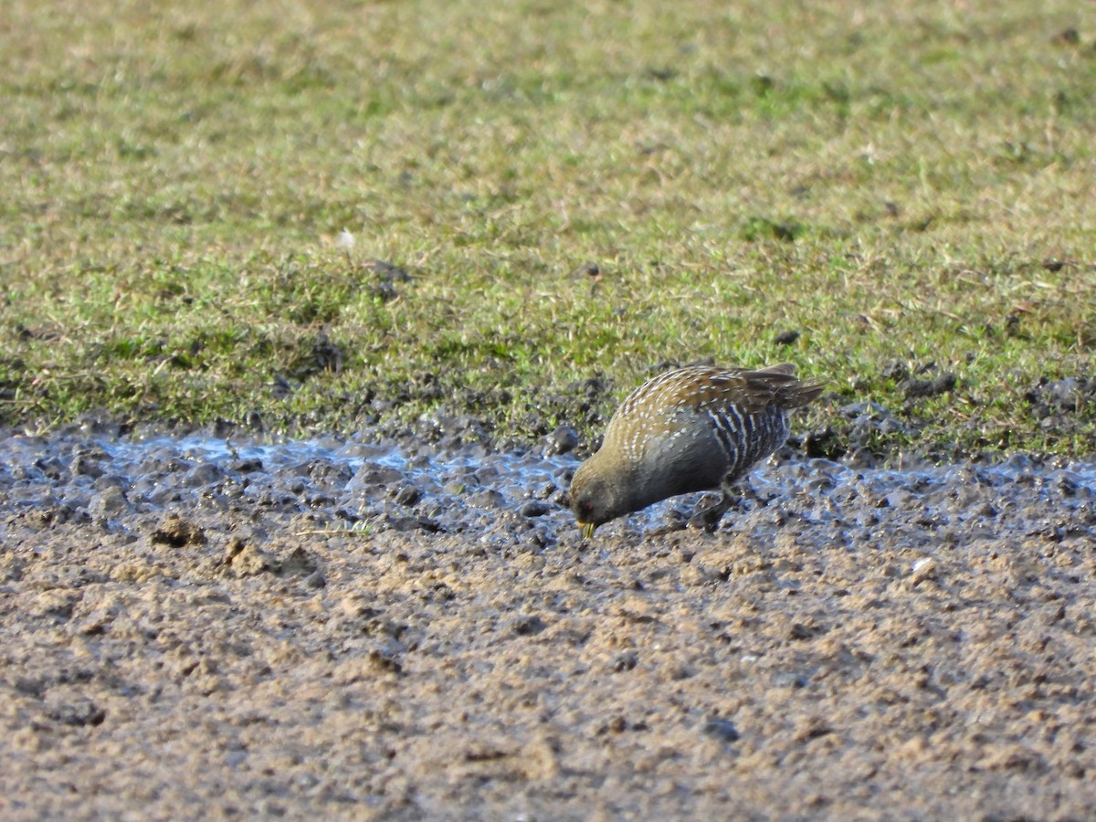 Australian Crake - Jeffrey Crawley