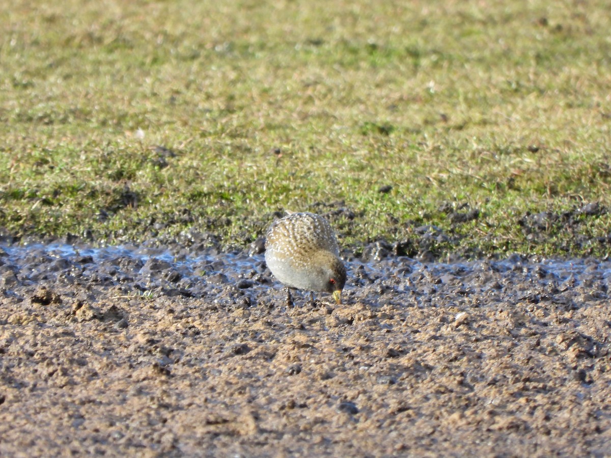 Australian Crake - ML620701193