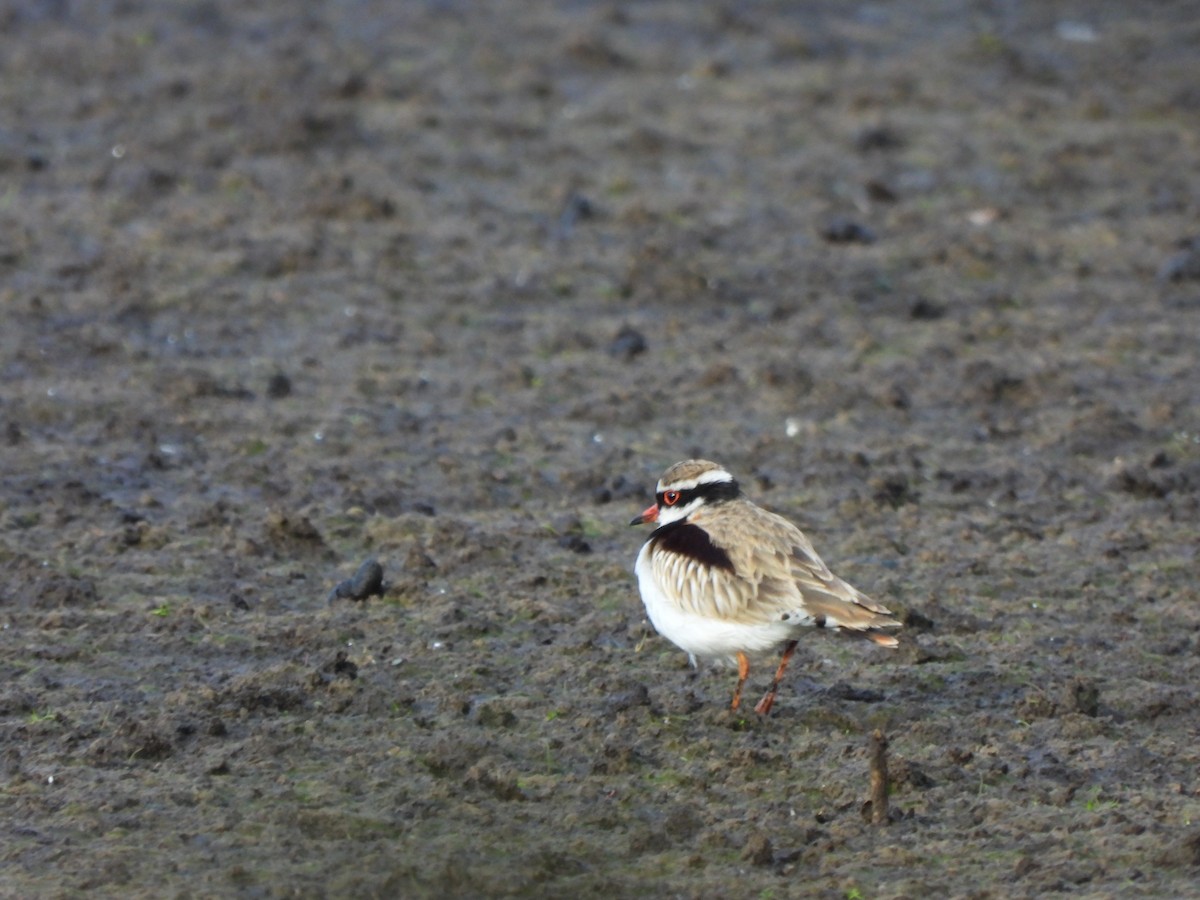 Black-fronted Dotterel - ML620701199