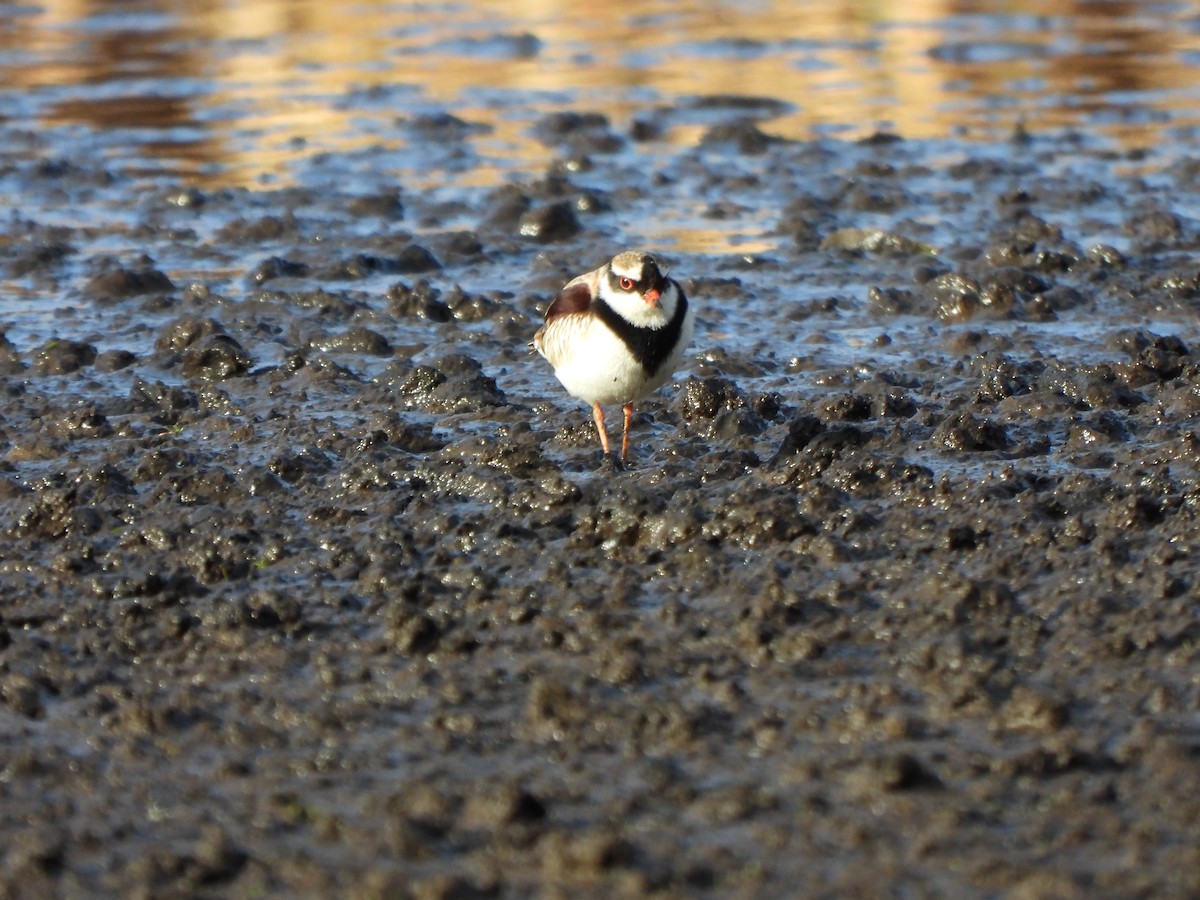 Black-fronted Dotterel - ML620701203