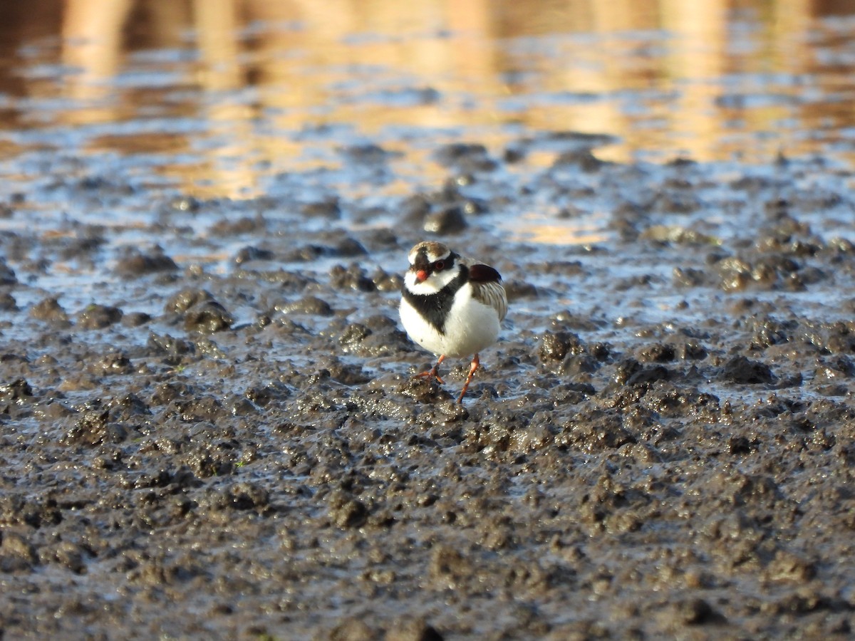 Black-fronted Dotterel - ML620701206