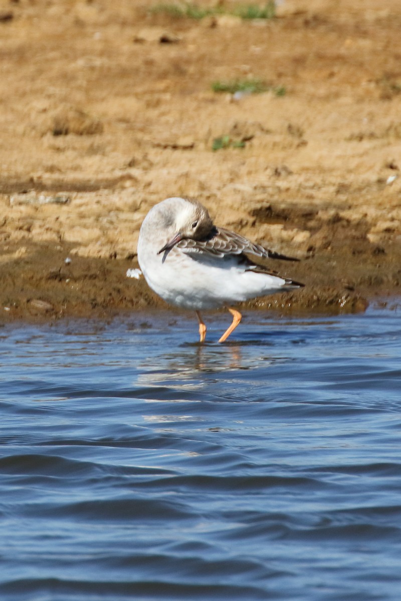 流蘇鷸 - ML620701213