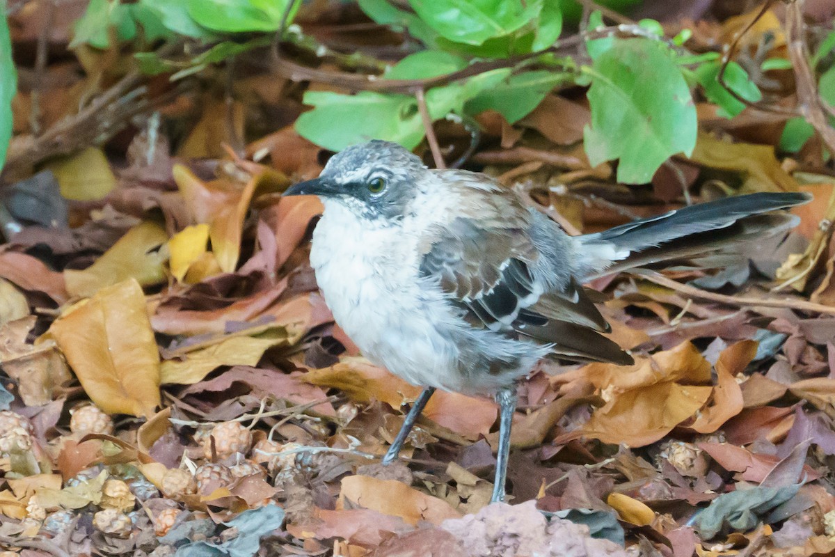 Galapagos Mockingbird - ML620701215