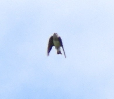 Gray-throated Martin - 聖崴 陳