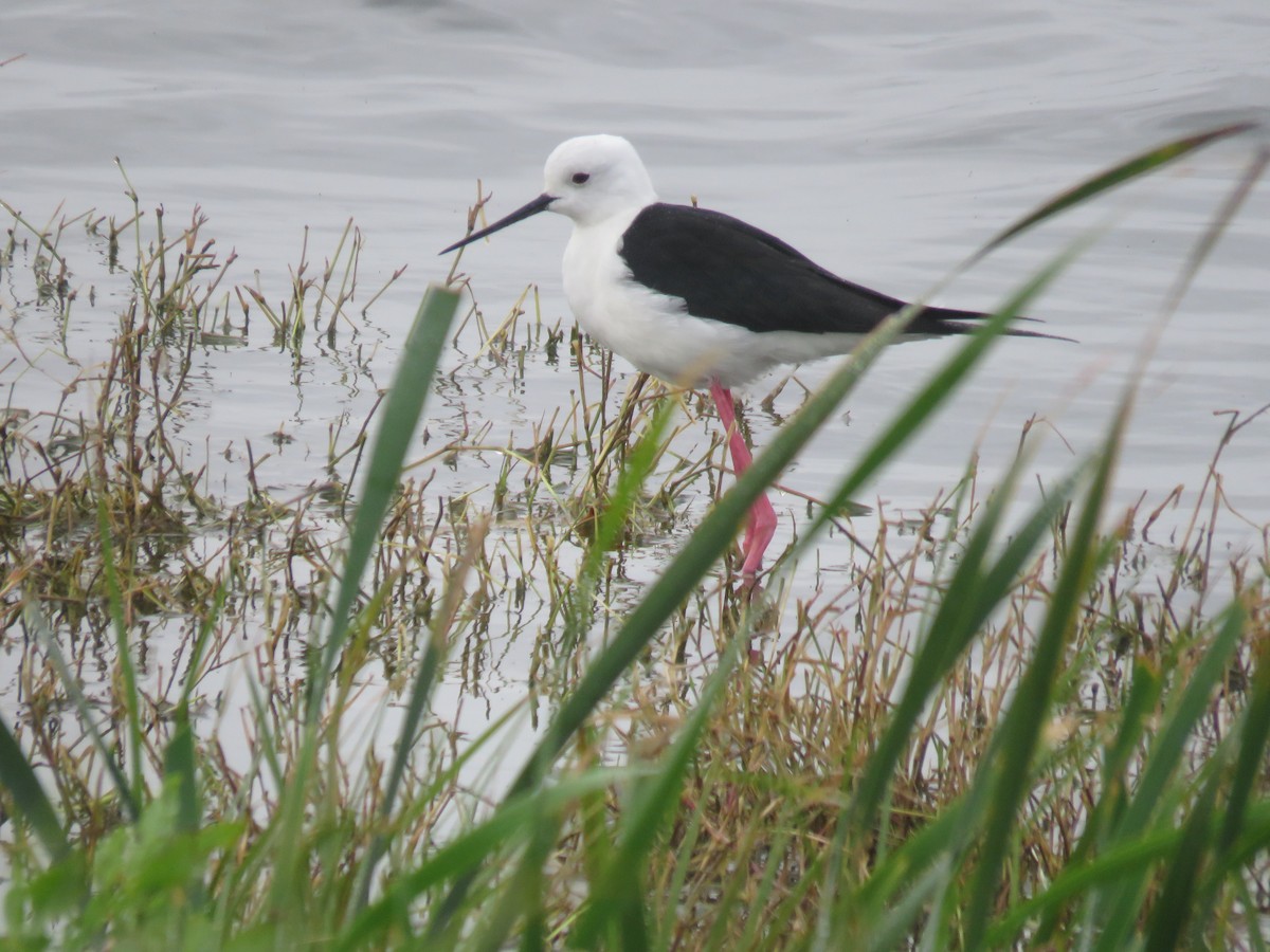 Black-winged Stilt - ML620701220