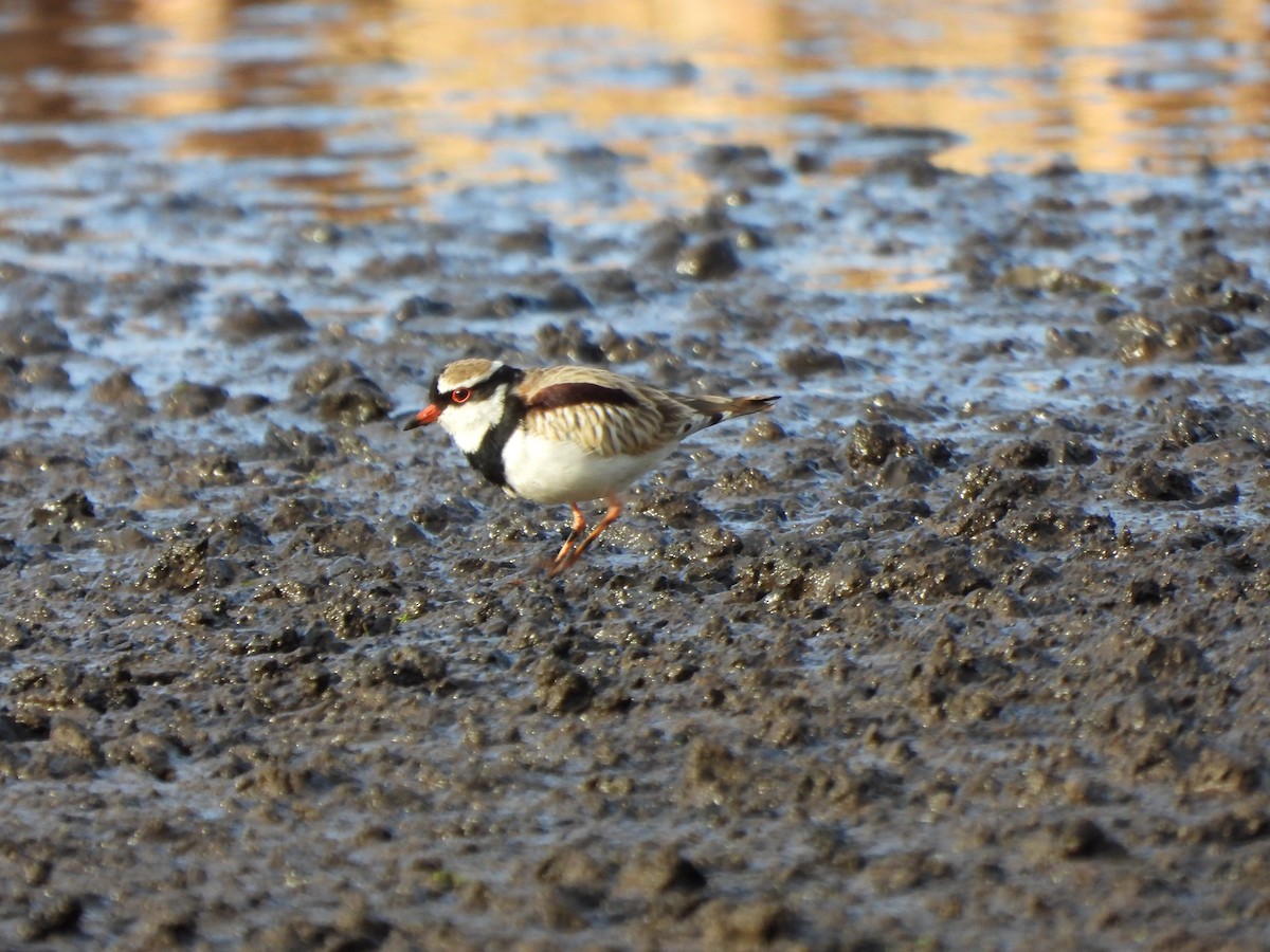 Black-fronted Dotterel - ML620701222