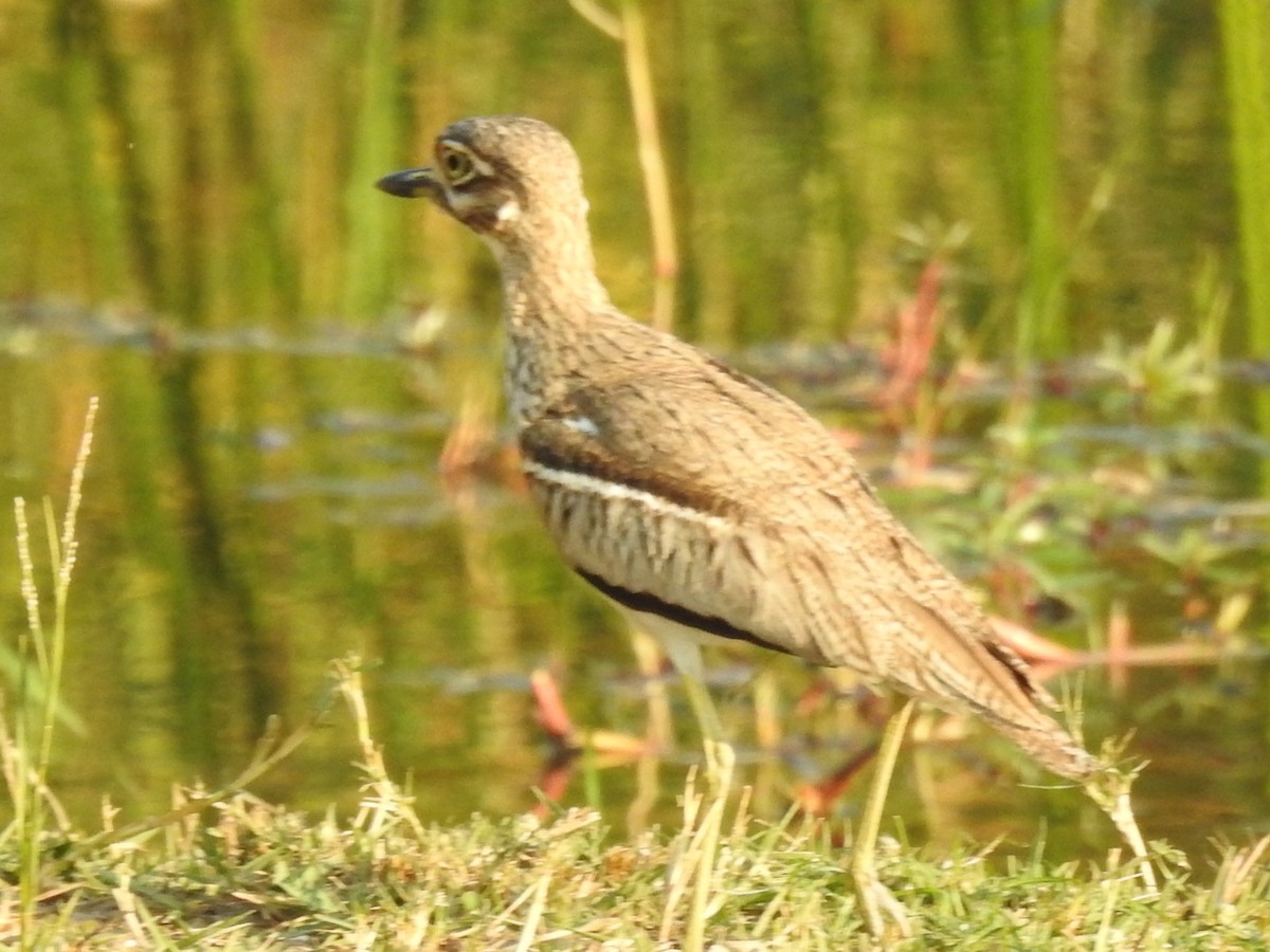 Water Thick-knee - ML620701231