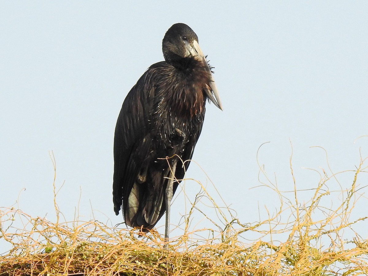 African Openbill - ML620701234