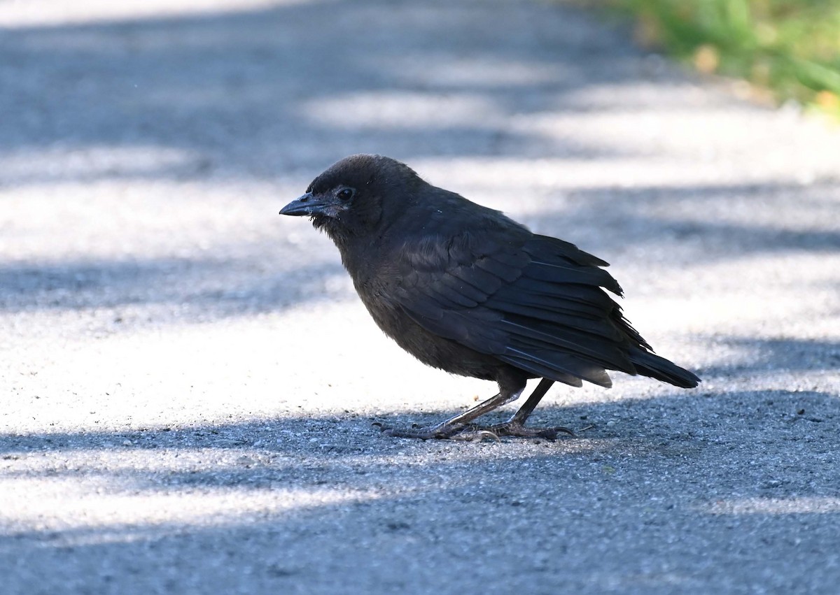 Common Grackle - ML620701242