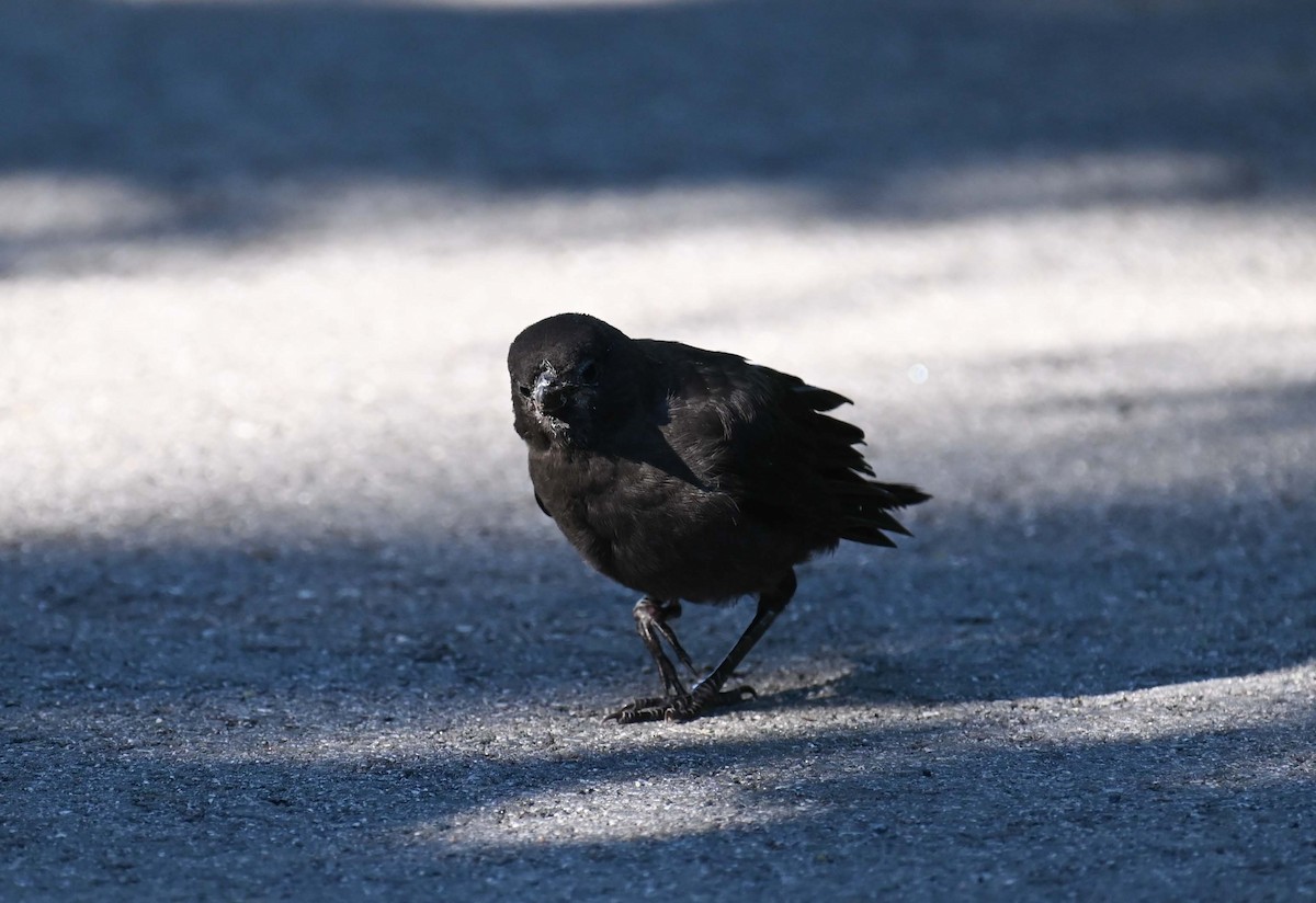 Common Grackle - ML620701243