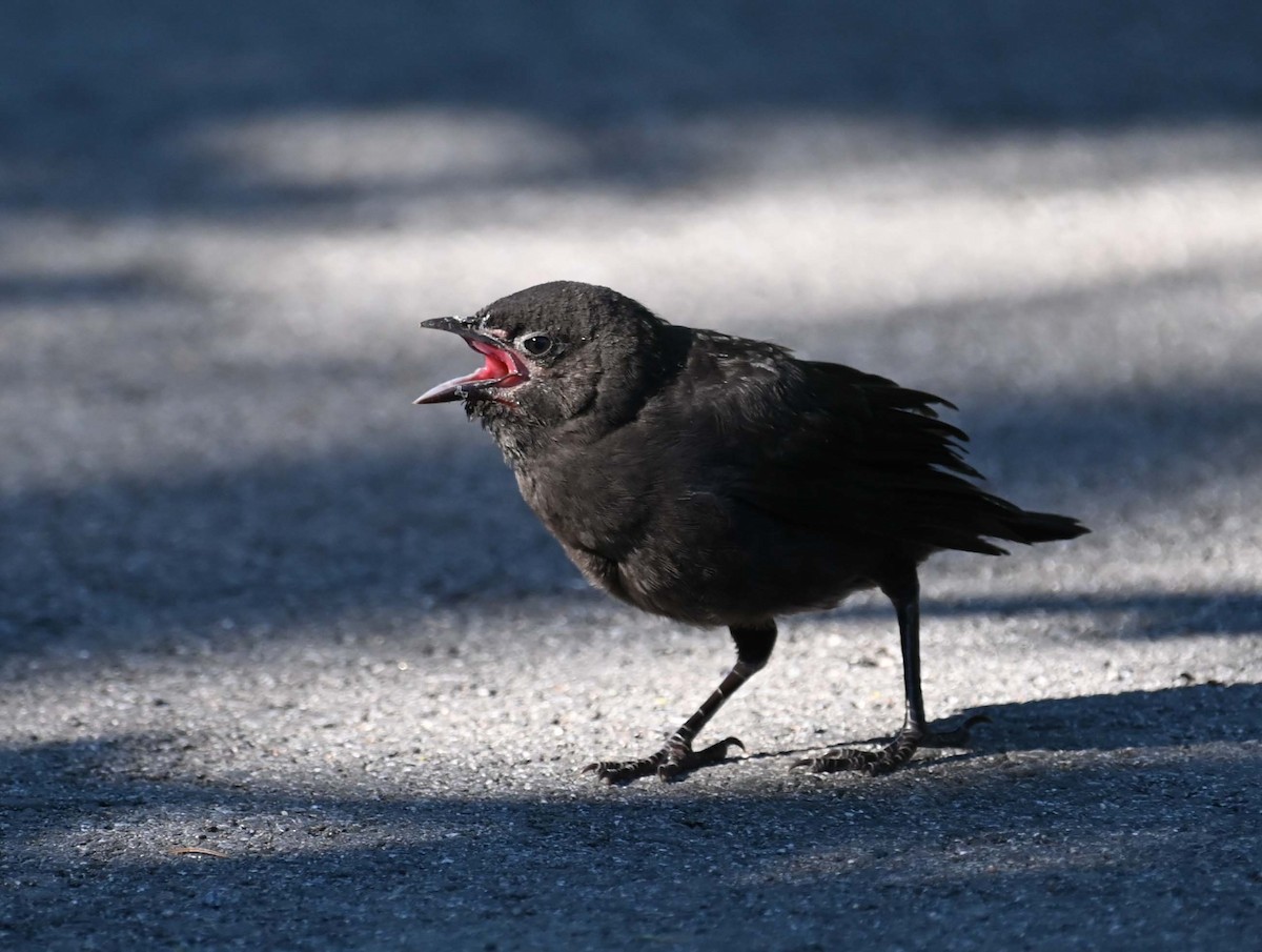 Common Grackle - ML620701245